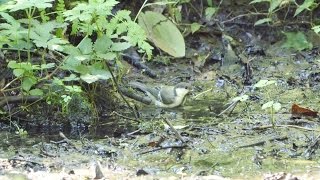 河口湖フィールドセンターのシジュウカラ（幼鳥）の水浴び　その２（4K動画）