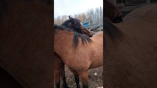 Horses grooming each other