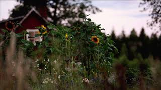 Free No Copyright ASMR rural countryside sunflowers butterflies bugs Particles Screensaver