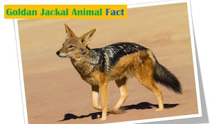 Golden Jackal Animal Fact -  गीदड़ के बारे में रोचक जानकारी