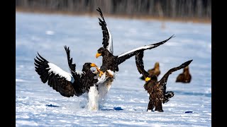 Sapporo winter Steller's sea eagle tour 홋카이도 겨울철 유빙위의  참수리-두루미 여행