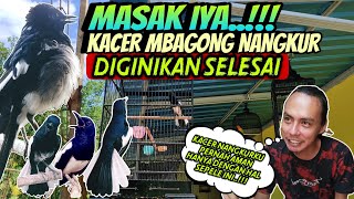 MASAK IYA ⁉️ PENANGANAN KACER MBAGONG NANGKUR CUMA BEGINI SAJA SUDAH KEMBALI GACOR BUKA EKOR