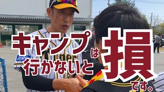 プロ野球春季キャンプ見学の魅力