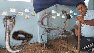 स्याना - पोता गाँव में निकला कोबरा सांप का रेस्क्यू किया 👉Parveen Ghasola wildlife lover 9812333302