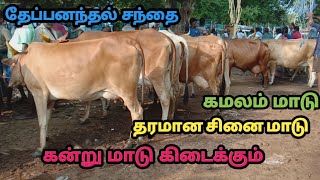 தரமான HF மாடு சிந்து கிராஸ் மாடு கிடைக்கும்