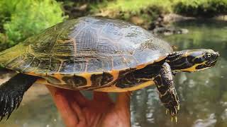 Eastern River Cooter Facts and Information!