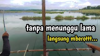 Tanpa menunggu lama‼️- langsung mberott bolo.. || mancing nila liar waduk karangkates