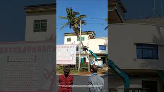 Road and greening conflict! How is the coconut tree cleared?