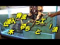 秘伝流木レイアウト！【アンナチュラル】日本淡水魚水槽90cm 3