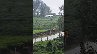 கொட்டும் மழையில் ஊட்டி | #shorts #ytshorts #travel