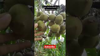 pohon kemiri | buah sejuta manfaat #petani #petanimilenial #petaniindonesia