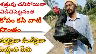 Bobbili Kagar  Explanation | Kagar Aseel Breed | @GuruCharanSingh #kagaraseels