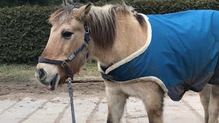 弟フィヨルドホース　「山羊さんのところに行ってもいいよ」　🐴👩🏻🐐