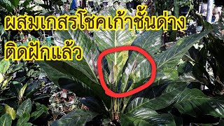 โชคเก้าชั้นด่าง ผสมเกสรติดแล้ว #anthurium #anthuriums #โชคเก้าชั้น #โชคเก้าชั้นด่าง