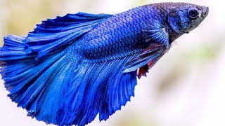 Life Journey Of Betta Fish|ಬೆಟ್ಟಮೀನು ಮೊಟ್ಟೆ ಇಡುತ್ತ ಇಲ್ಲಾ ಮರೀನಾ?🤔 @nisargaveswarga