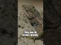 Ancient lizard in Arizona may be going extinct #shorts