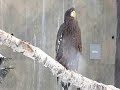 北海道観光映像（旭川市旭山動物園）