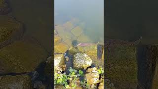 মাগুরা নবগঙ্গা নদীর সুন্দর দৃশ্য । fishing video #fishing #shorts #short #viral #youtubeshorts #tren