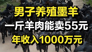 男子创业养殖墨羊，一斤羊肉能卖55元，年收入高达1000多万元！