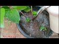 ದಾಸವಾಳ ಗಿಡದ ತುಂಬ ಹೂ ಬಿಡಲು ಈ ಗೊಬ್ಬರ ಹಾಕಿ best fertilizer for hibiscus plant