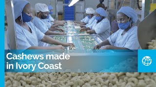 Ivory Coast Is the Largest Producer of Cashew Nuts in the World