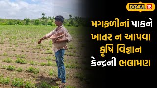 Amreli News |  મગફળીનાં પાકને ખાતર ન આપવા કૃષિ વિજ્ઞાન કેન્દ્રની ભલામણ |#local18