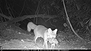 Gray foxes hunting rabbits, etc.