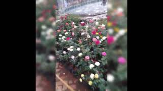 palakkad malampuzha flower show 2024