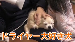 【関西弁をしゃべる犬】チワワの銀さんドライヤーが好きやねん【おしゃべりペット】