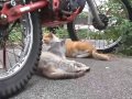 谷中だんだん猫の10年 2003 06 13