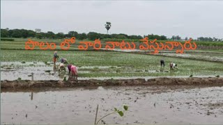 పొలం లో వారి నాటు వేస్తున్నారు | polamlovari natuvesthunnaru