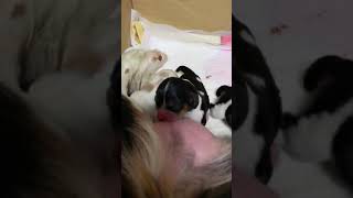 キャバリア　生後０日　子犬　赤ちゃん　Cavalier King Charles Spaniel blenheimcavalier  キャバリア　カル＆ミル