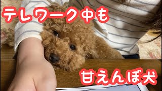 犬が可愛すぎてテレワークに集中できないw