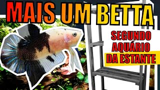 🔴MONTEI OUTRO AQUÁRIO DE BETTA ( MONTAGEM DE AQUÁRIO LOW TECH )  |Mr. Betta|