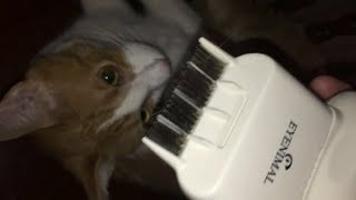 ELECTRONIC FLEA COMB for CATS \u0026 DOGS - HOW GOOD DOES IT WORK?