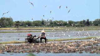 ♪鳥くんの野鳥動画(タイThai)耕運機に群がるクロハラアジサシ