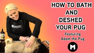 How to bath and deshed your Pug