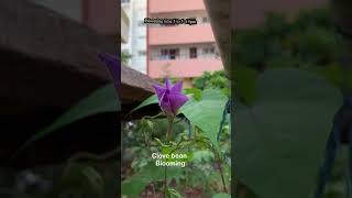 உங்களுக்காக மட்டும்.மூக்குத்தி அவரை#clovebean#flowerblooming#shorts