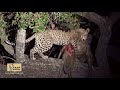 Camp Hwange   Leopard with a Baboon kill