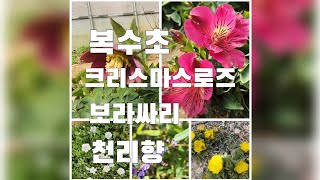 복수초 깔때기수선화골든벨 천리향 삼단앵초 가고소앵초 크리스마스로즈 불새 향기별꽃