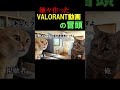 嫌々作ったvalorant動画の猫ミーム冒頭シーン 普通にキレるピ〇グー valorant