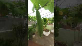 Morning Torai Harvesting #shorts #dailyvlog #viral #vlog