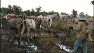 ចិញ្ចឹមគោតាមវាលស្រែ raising cows in the field