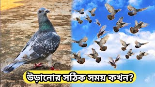 সঠিক সময়ে কবুতর উড়ালে ভালো পারফরম্যান্স পাওয়া যায় | কবুতর উড়ানোর সঠিক সময়?