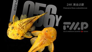 L56y，黄金达摩24K，Parancistrus aurantiacus