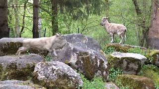 Zoo Munich Tierpark Hellabrunn No.16 Steinbock jump at 0:18