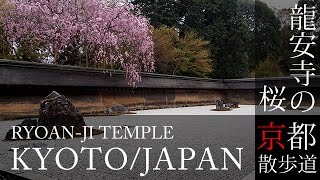 京都観光 龍安寺の桜(Cherry blossoms of Ryoanji temple in Kyoto,Japan)  / 京都散歩道 / 石庭