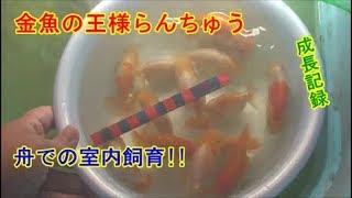 金魚の王様らんちゅう室内飼育試験（21）