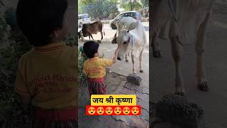 #vrindavan #cow #love #krishna #gomata #video #shorts #subscribe #trending#viral #hearttouching