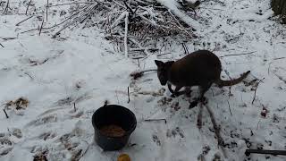 Emu Farm - Winter